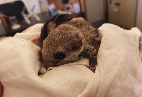 Indochinese Flying Squirrel