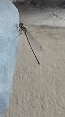 Onychargia atrocyana