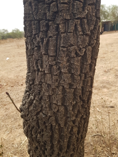 Shea Tree