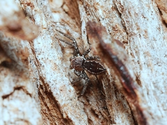 Tharpyna campestrata