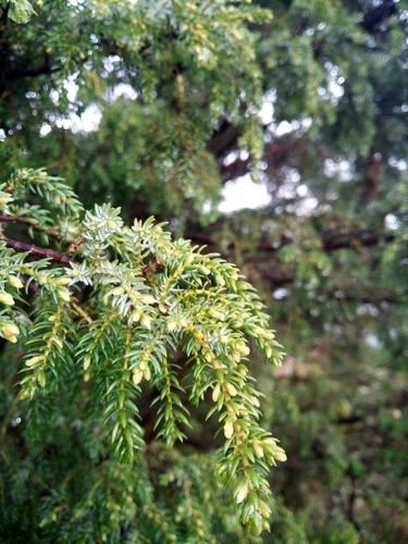 Image of Juniperus brevifolia by no rights reserved