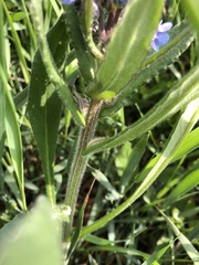 Cynoglottis barrelieri
