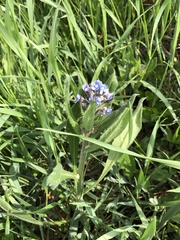 Cynoglottis barrelieri