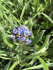 Cynoglottis barrelieri