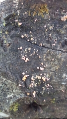 Mycogloea macrospora