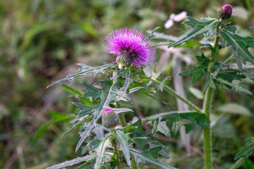 Image of Cirsium japonicum by (c) WATANABE Hitoshi 渡辺仁, some rights reserved (CC BY)