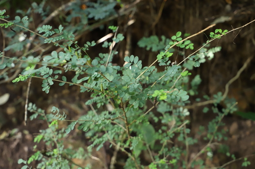 Image of Indigofera sylvicola by (c) Suvarna Parbhoo Mohan, some rights reserved (CC BY-SA)