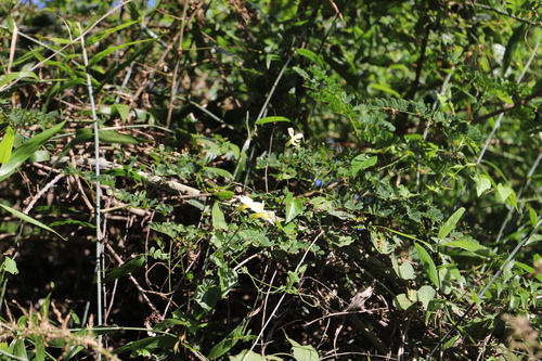 Thunbergia dregeana (Thunbergia dregeana)