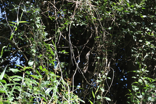 Image of Thunbergia dregeana by (c) Suvarna Parbhoo Mohan, some rights reserved (CC BY-SA)