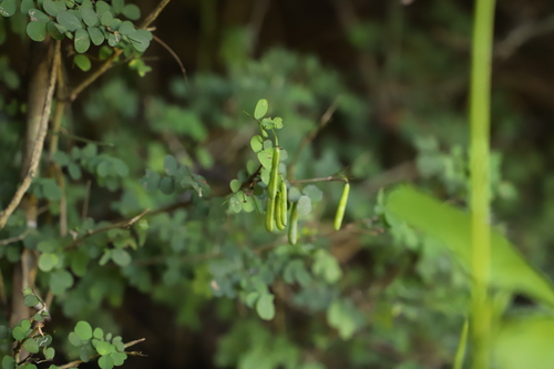 Image of Indigofera sylvicola by (c) Suvarna Parbhoo Mohan, some rights reserved (CC BY-SA)