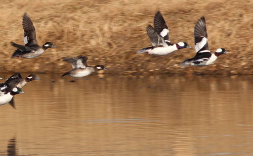 Bufflehead photographed in Arkansas