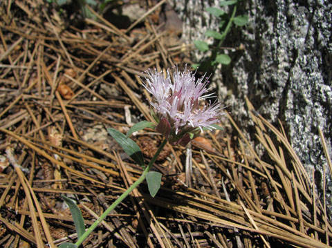 Monardella australis