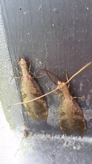 Corydalus flavicornis