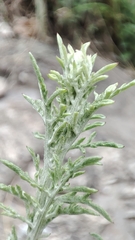 Centaurea aplolepa, photograph author not stated, no rights reserved