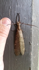 Corydalus flavicornis