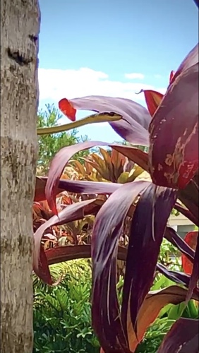 Common Tree Snake sighting