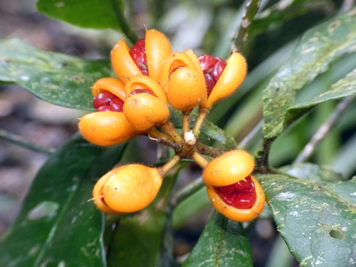 Image of Pittosporum rubiginosum by (c) Kai Squires, some rights reserved (CC BY)
