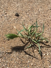 Angiospermae