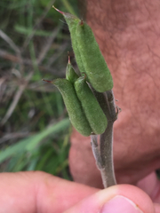 Delphinium carolinianum