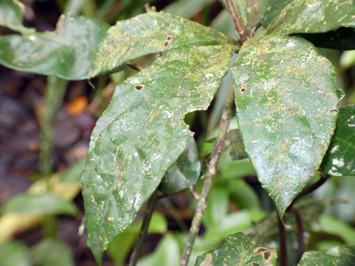 Image of Pittosporum rubiginosum by (c) Kai Squires, some rights reserved (CC BY)