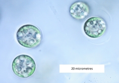 Coccomyxa