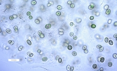 Coccomyxa