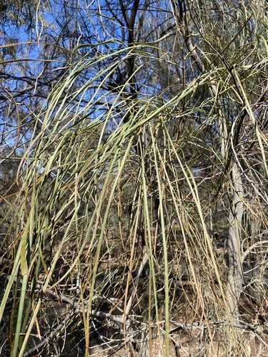 Acacia stenophylla