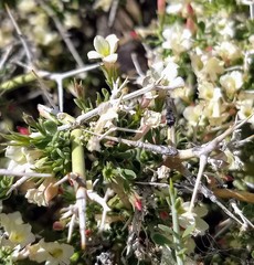 Menodora spinescens mohavensis