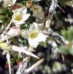 Menodora spinescens mohavensis