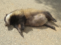 Meles canescens arcalus