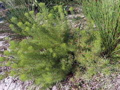 Serruria foeniculacea