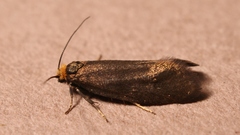 Lampronia fuscatella
