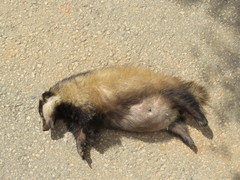 Meles canescens arcalus