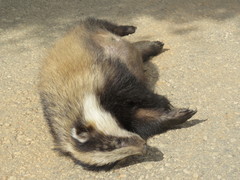 Meles canescens arcalus