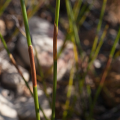 Hypodiscus alboaristatus