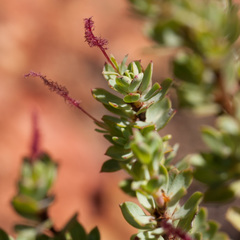 Cliffortia carinata