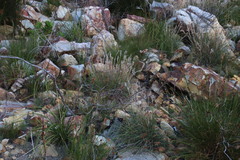 Cymbopogon marginatus