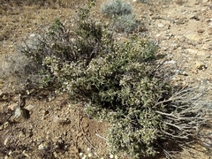Menodora spinescens mohavensis