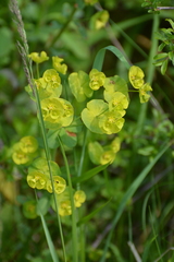 Euphorbia amygdaloides
