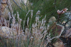 Cymbopogon marginatus