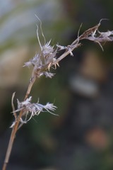 Cymbopogon marginatus