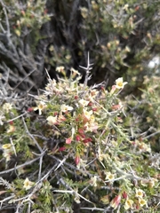 Menodora spinescens mohavensis
