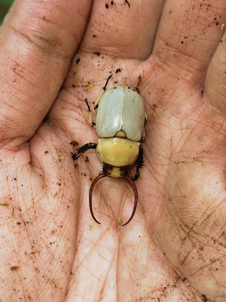 Kibakoganea kraatzi