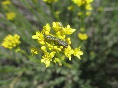 Eurydema lundbladi