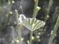 Euchloe eversi