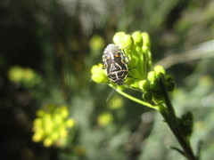 Eurydema lundbladi