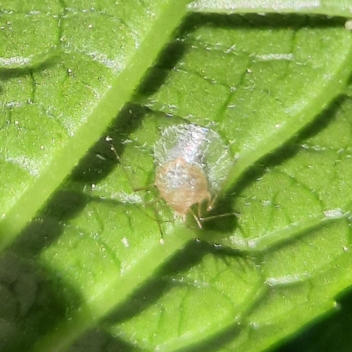 Praani Insect Tribe Praini · iNaturalist