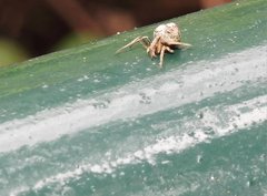 Eriovixia nigrimaculata