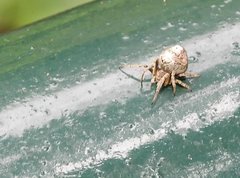 Eriovixia nigrimaculata