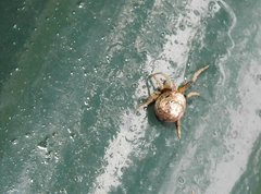 Eriovixia nigrimaculata